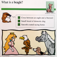 Beagle Quiz Card.png