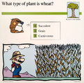 A Mario Quiz Card about wheat
