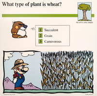Wheat Mario Quiz Card.png